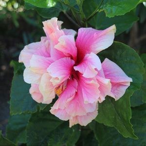 Meet your Posher, Jane